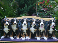GREATER SWISS MOUNTAIN DOG (pup D - puppies)