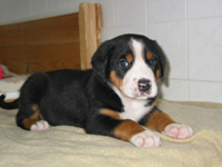 GREATER SWISS MOUNTAIN DOG - puppy